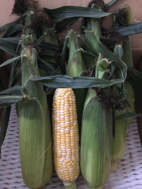 軽井沢産とうもろこし