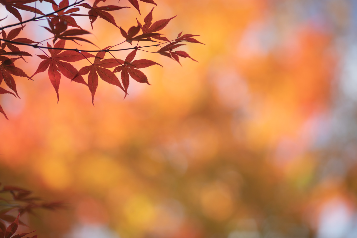 秋の軽井沢の写真です