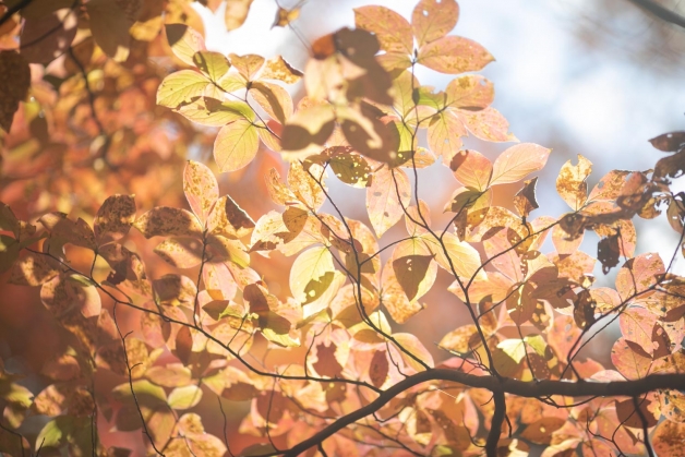 秋の軽井沢の紅葉の写真です