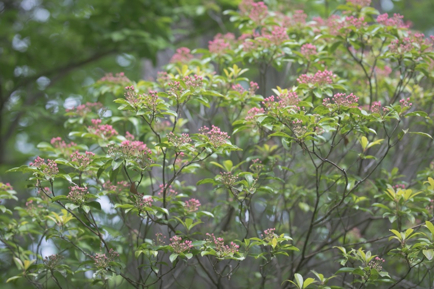 軽井沢の春の木々の蕾